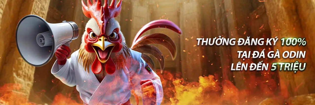 Hình ảnh gà chọi cựa sắt đang giao tranh