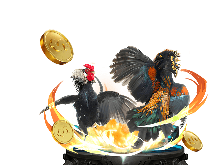 Hình ảnh một trận đá gà truyền thống ở Campuchia