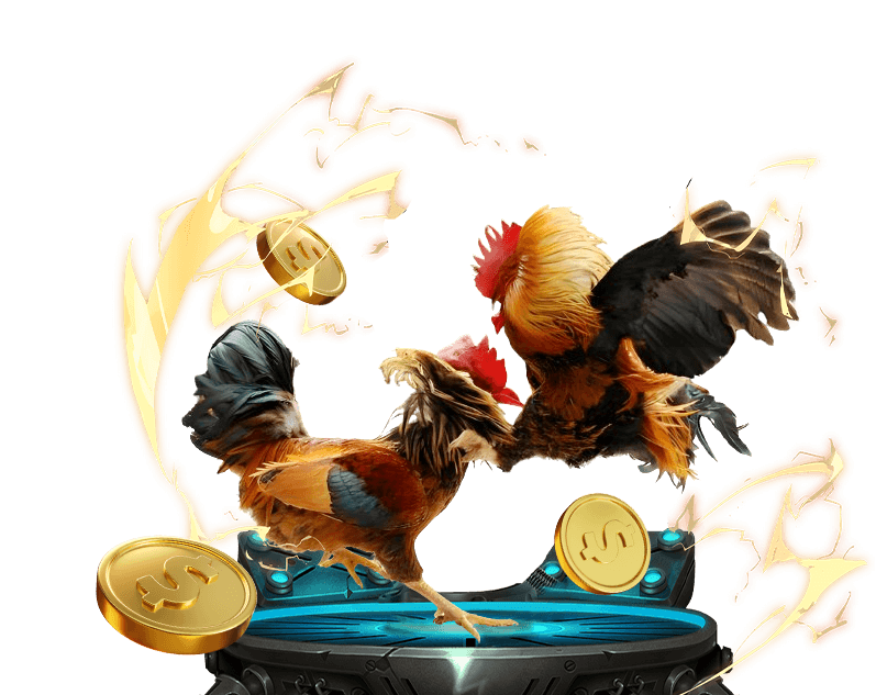 Hình ảnh trường gà Thomo với các chiến kê đang thi đấu