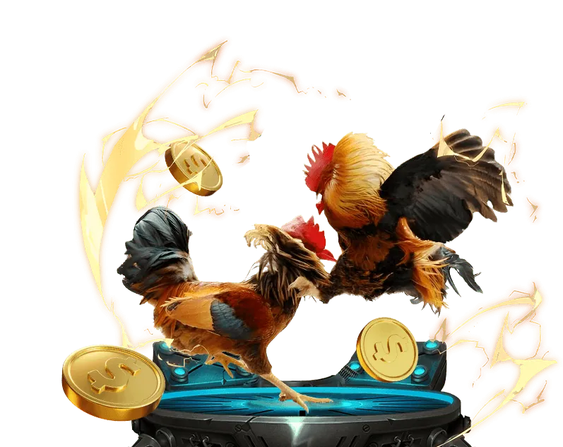 Hình ảnh trường gà Thomo với các chiến kê đang thi đấu